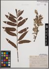Foto von Salix cinerea L. x Salix viminalis L.
